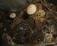 Buchenwald-Schnitzling, Foto 11