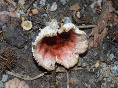 Buchenzwergtäubling, Foto 2