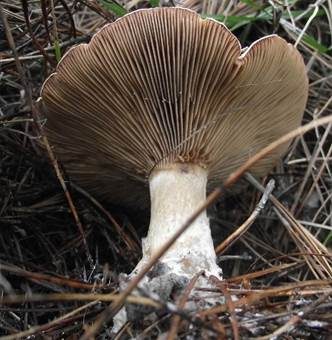 Buchsblättriger Trichterling, Foto 3
