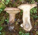 Buchsblättriger Trichterling, Foto 6