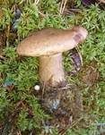 Buchsblättriger Trichterling, Foto 10