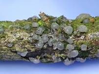 Buckeliger Zitterling, Foto 5