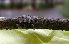 Buckeliger Zitterling, Foto 6