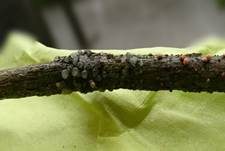 Buckeliger Zitterling, Foto 7