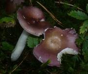 Buckeltäubling, Foto 13