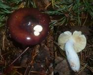 Buckeltäubling, Foto 7