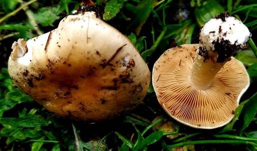Ansehnliches Samthäubchen, Foto 2
