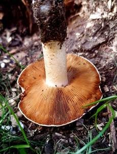 Ansehnliches Samthäubchen, Foto 3