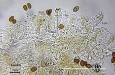Ansehnliches Samthäubchen, Foto 12