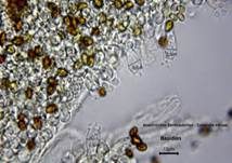 Ansehnliches Samthäubchen, Foto 13