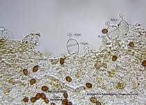 Ansehnliches Samthäubchen, Foto 17