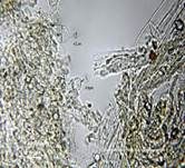 Ansehnliches Samthäubchen, Foto 18