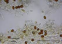 Ansehnliches Samthäubchen, Foto 19