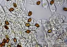 Ansehnliches Samthäubchen, Foto 21