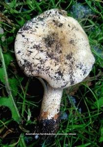 Ansehnliches Samthäubchen, Foto 4