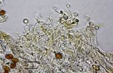 Ansehnliches Samthäubchen, Foto 23