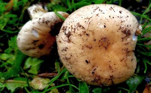 Ansehnliches Samthäubchen, Foto 5
