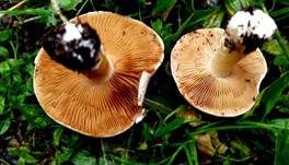 Ansehnliches Samthäubchen, Foto 6
