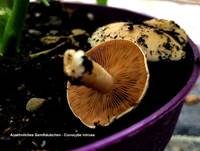 Ansehnliches Samthäubchen, Foto 7