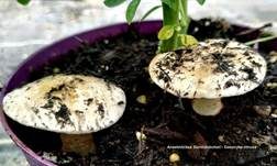 Ansehnliches Samthäubchen, Foto 8