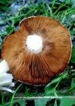 Ansehnliches Samthäubchen, Foto 9