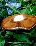 Ansehnliches Samthäubchen, Foto 10