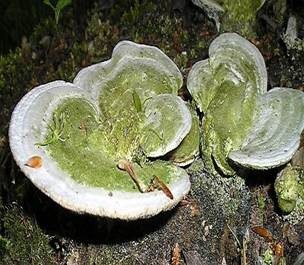 Buckeltramete, Foto 2