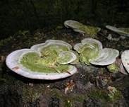 Buckeltramete, Foto 12