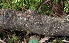 Bunter Zitterling, Foto 6