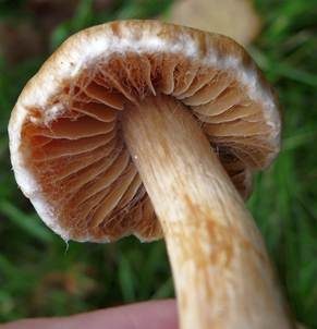 Buntstieliger Gürtelfuß, Foto 2