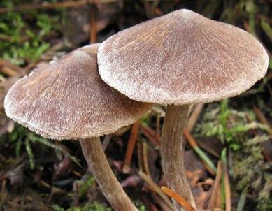 Buntstieliger Gürtelfuß, Foto 5