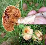 Buntstieliger Gürtelfuß, Foto 6