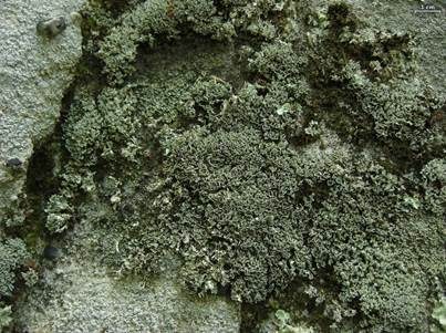 Büschelflechte, Foto 5