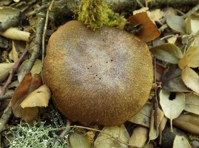 Büscheliger Filzröhrling, Foto 4