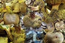 Büscheliger Filzröhrling, Foto 6