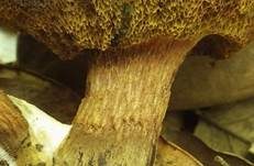Büscheliger Filzröhrling, Foto 9