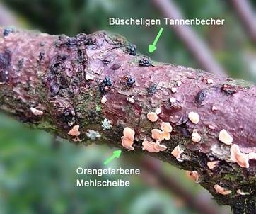 Büscheligen Tannenbecher, Foto 5