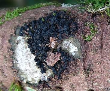 Büscheligen Tannenbecher, Foto 6