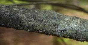 Büscheligen Tannenbecher, Foto 9