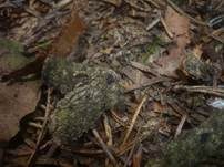 Büscheligen Tannenbecher, Foto 10