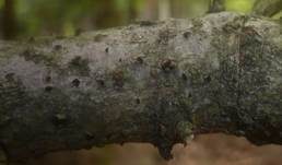 Büscheligen Tannenbecher, Foto 11