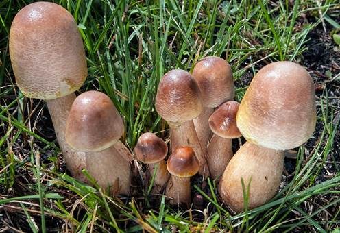 Büscheliger Egerlingsschirmling, Foto 3