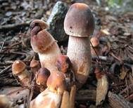 Büscheliger Egerlingsschirmling, Foto 5