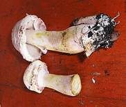 Büscheliger Egerlingsschirmling, Foto 8