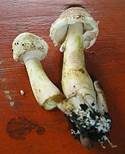 Büscheliger Egerlingsschirmling, Foto 9