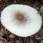 Büscheliger Egerlingsschirmling, Foto 11