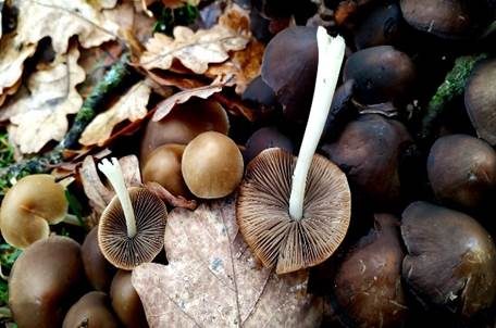 Büscheliger Faserling, Foto 2