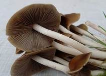 Büscheliger Faserling, Foto 14