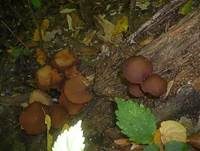 Büscheliger Faserling, Foto 18