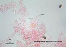 Büscheliger Faserling, Foto 21